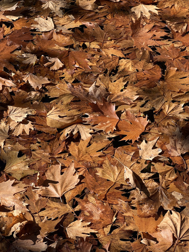Pretty autumn in Parkville! 