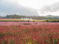 Hidden Gem – Yangju Flower Festival