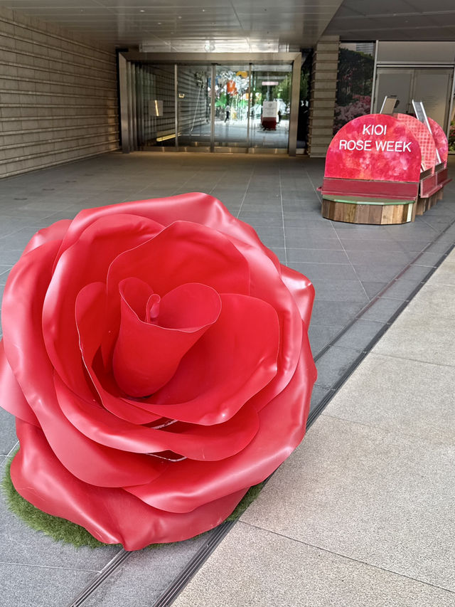 KIOI ROSE WEEK 2025 – Blooming Beauty in the City