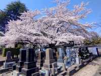 曹洞宗 五鋒山 松音寺，伊達家宗廟與春櫻的相互輝映