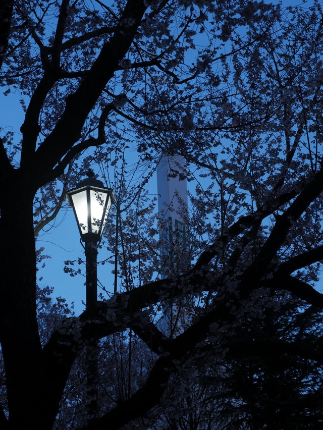 東京到仙台賞櫻：在市區就可以欣賞夜櫻