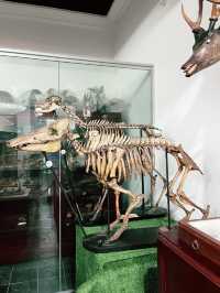 Discover Borneo’s Wildlife at the Kuching Natural History Museum 