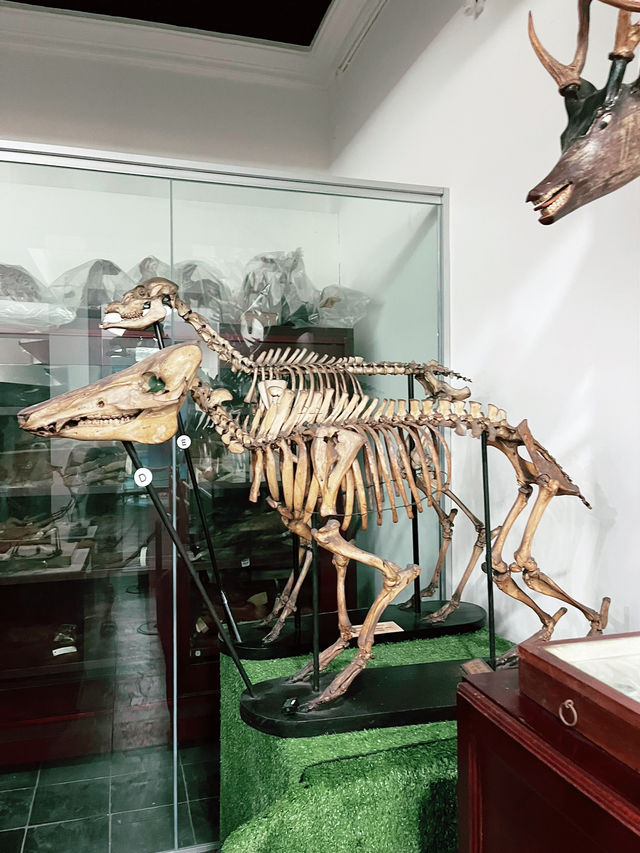 Discover Borneo’s Wildlife at the Kuching Natural History Museum 