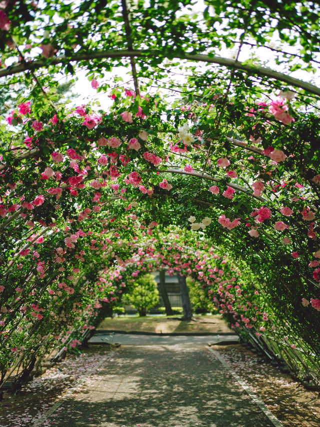 群馬県｜敷島公園門倉テクノばら園🌹
