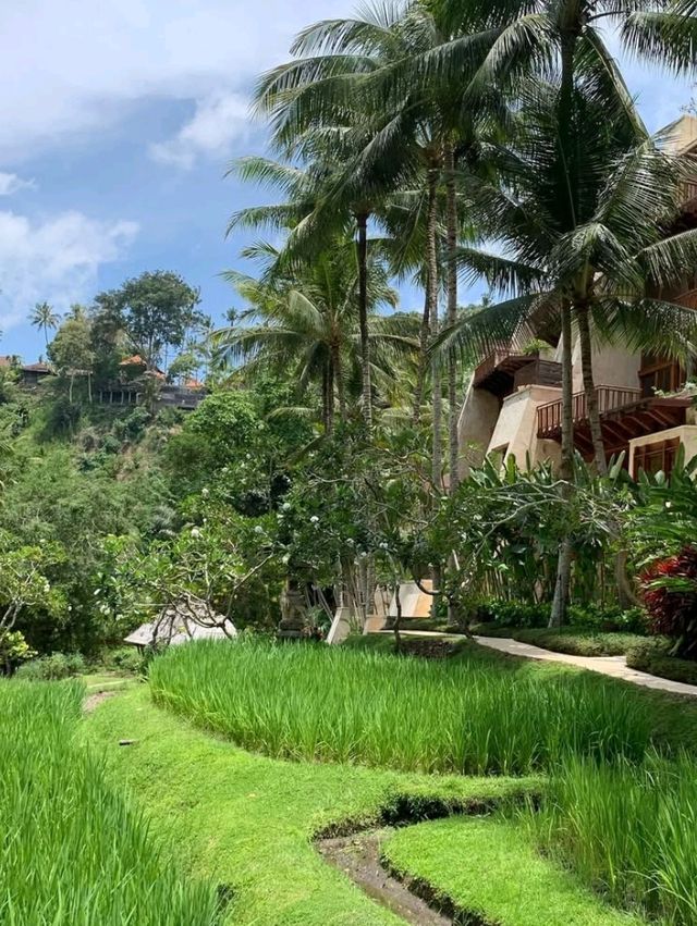 🌾 Luxury in the Lush Heart of Ubud – Four Seasons Resort Bali at Sayan