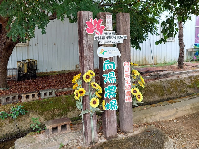 桃園·向陽農場的向日葵盛景🌻