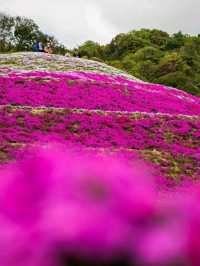 Tokushima – Dance, Mountains, and Cultural Harmony in Shikoku