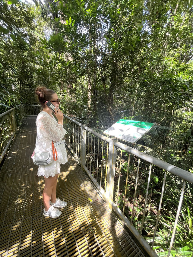 Daintree Rainforest