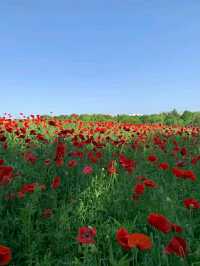 Showa Memorial Park – Tokyo’s Seasonal Wonderland