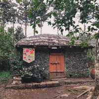 Camellia Hill – A Blooming Sanctuary on Jeju Island