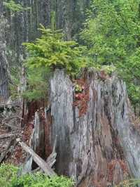 Thru-Hiking the Appalachian Trail: 2,190 Miles of Pure Adventure