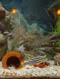 Sea Shell Aquarium Phu Quoc