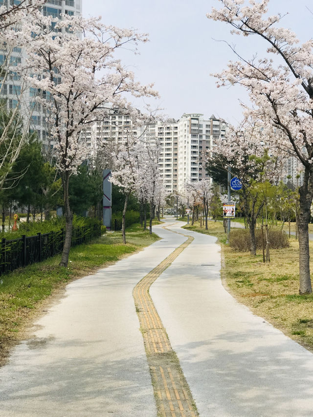 대전 갑천 벚꽃 명소 보고 닭도리탕으로 하루 마무리🥘