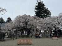 🌸【枝垂櫻與靜心古寺的邂逅】春日私藏景點：水戶大師六地藏寺一日小旅行