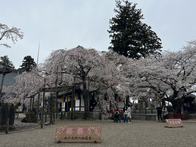 🌸【枝垂櫻與靜心古寺的邂逅】春日私藏景點：水戶大師六地藏寺一日小旅行
