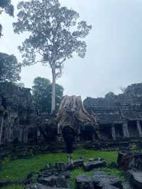 Prasat Preah Khan is a fascinating temple complex 