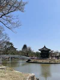 🌸 봄빛 머문 고궁, 경복궁의 벚꽃을 거닐다