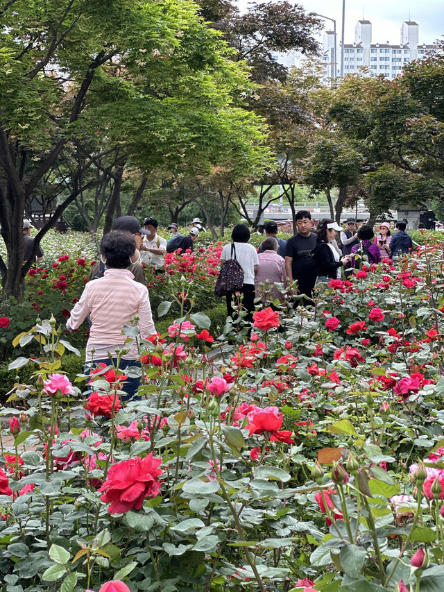 首爾玫瑰花季🌹中浪川玫瑰花公園
