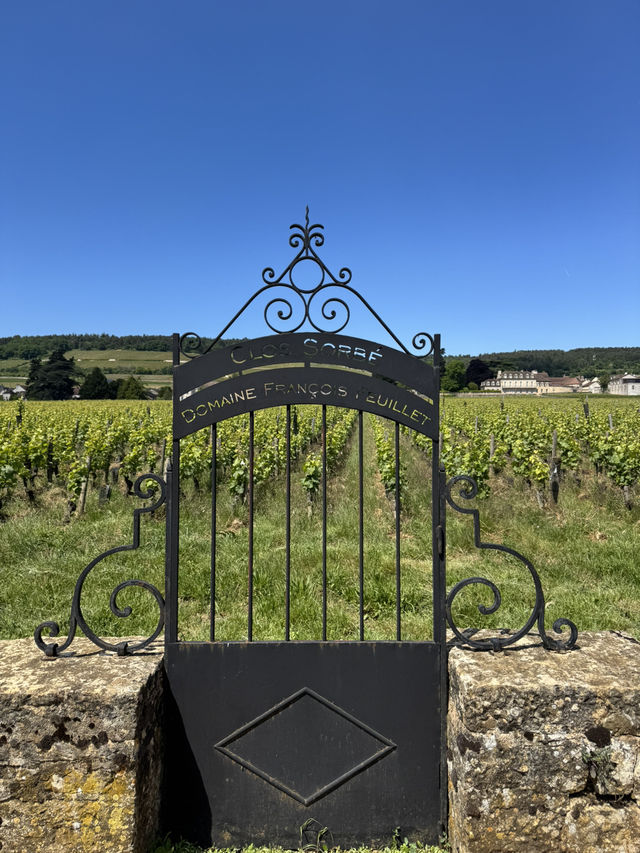 Burgundy for Wine Lovers: A Journey Through France’s Most Precious Vineyards