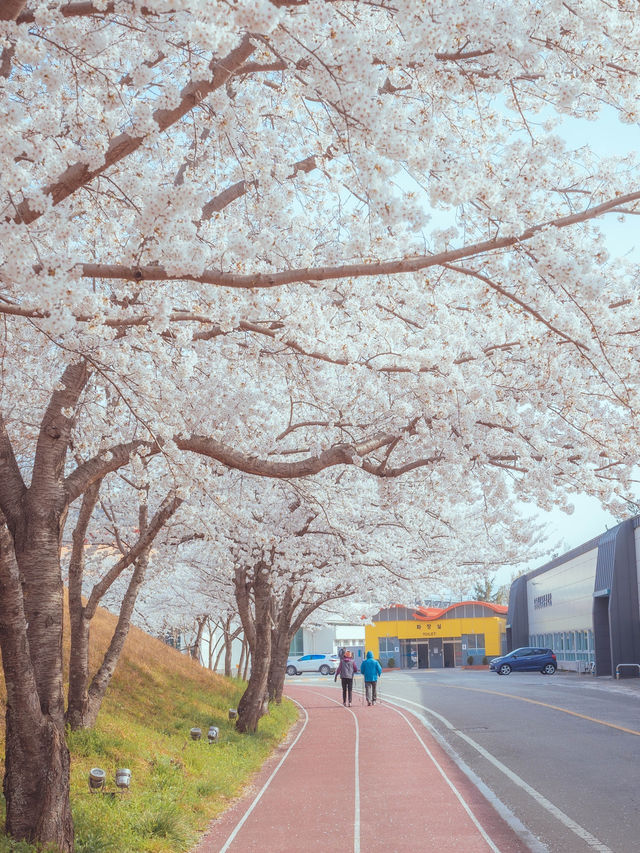 러너들에게 동화같은 벚꽃 트랙 명소“우슬체육관”