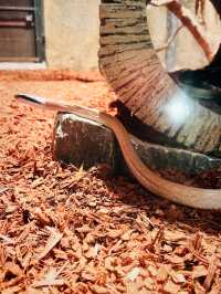 Whiskers & Wonders: The Enchanting Petting Zoo at Lost World of Tambun 