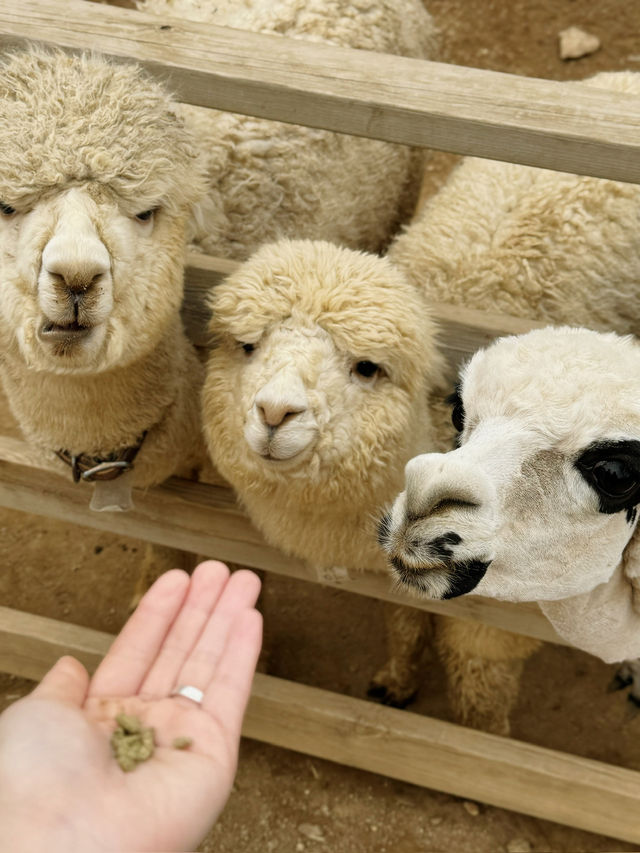 🦙 숲속에서 알파카와 눈맞춤 