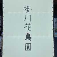 【花鳥園】鳥好き必見！掛川にある鳥天国🦜🦆🦉