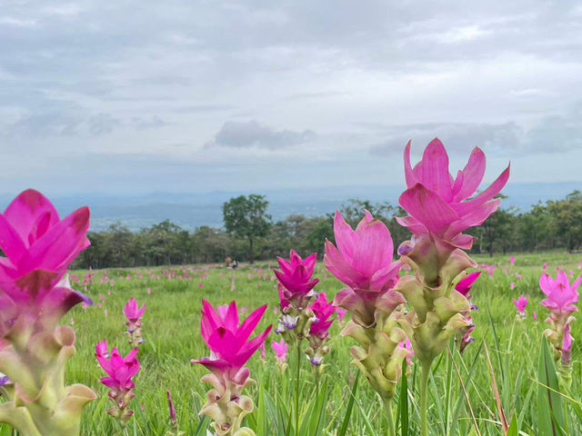 ドーク・カジャイオの花畑で、自然の美しさに包まれて。🌸✨ #อุทยานแห่งชาติไทรทอง #ドークカジャイ