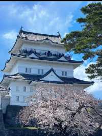 🏯戦国ロマンと絶景が交差する「小田原城」で歴史旅を満喫