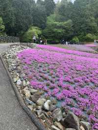芝桜の花のじゅうたん❤️