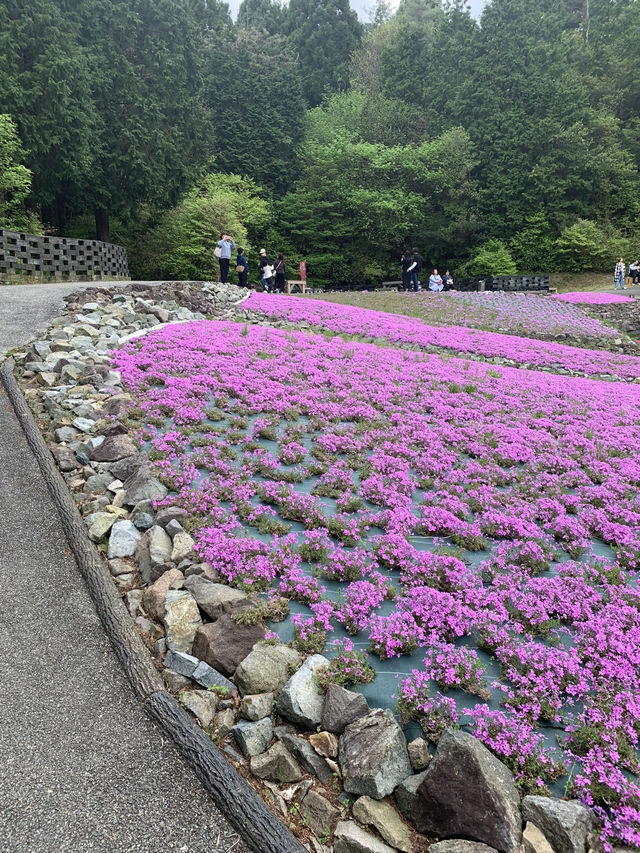 芝桜の花のじゅうたん❤️