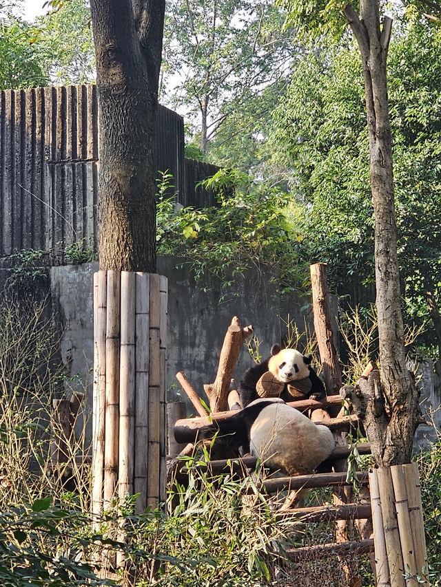 🐼 Ultimate Chengdu Giant Panda Base Adventure: Your Complete Guide to Panda Paradise! 🎋