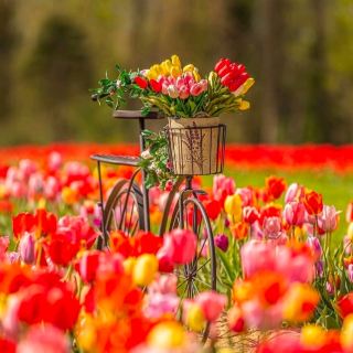 New Jersey's Floral Paradise! Holland Ridge Farms