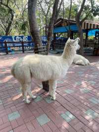 ｜台灣｜彰化今夜星辰休閒農場-與動物為伍的療癒農場旅程