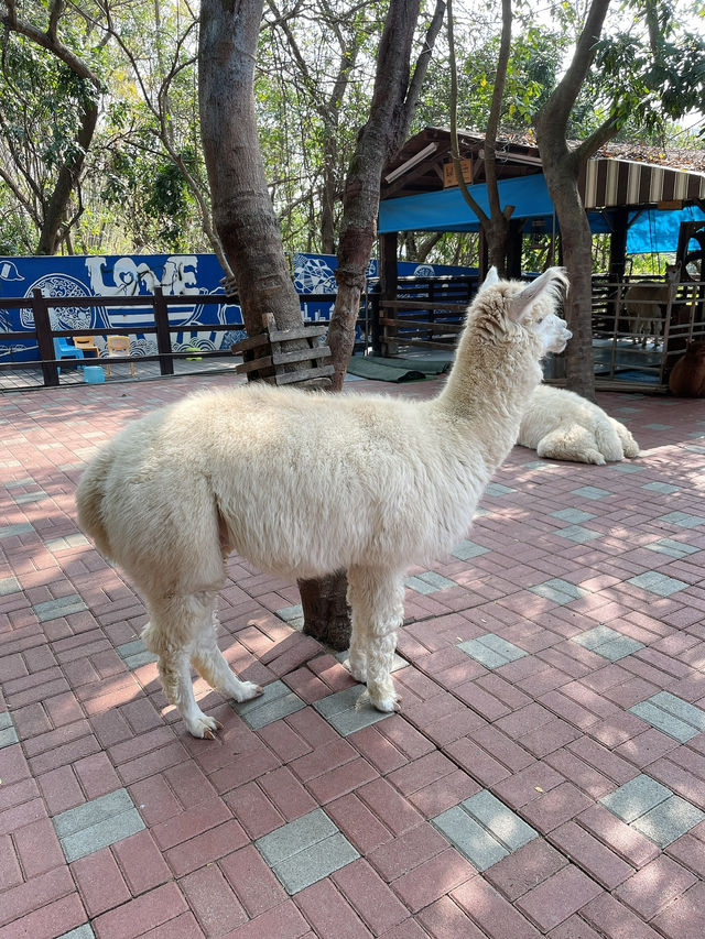 ｜台灣｜彰化今夜星辰休閒農場-與動物為伍的療癒農場旅程