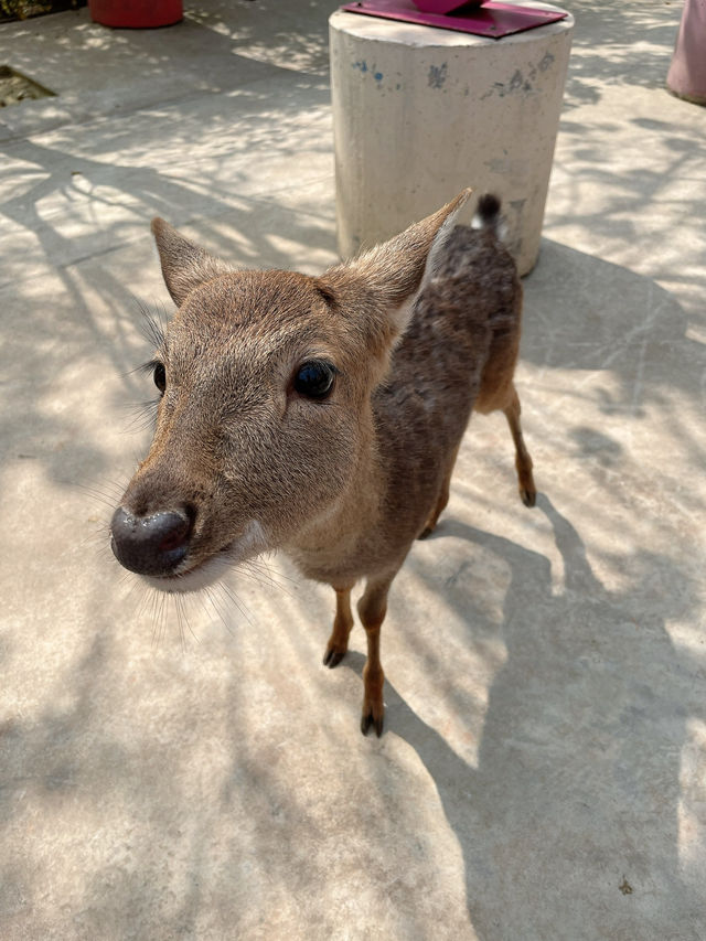 ｜台灣｜彰化今夜星辰休閒農場-與動物為伍的療癒農場旅程