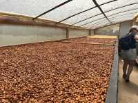 【Ocaso Coffee House｜Finca El Ocasoのコーヒーツアー】