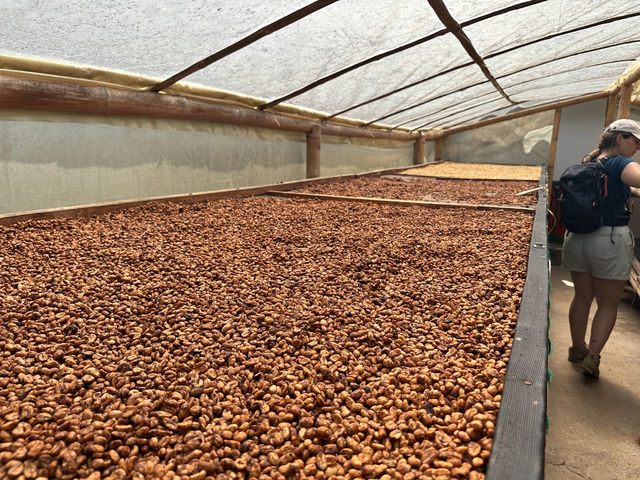 【Ocaso Coffee House｜Finca El Ocasoのコーヒーツアー】