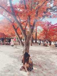 A Whimsical Day at Nami Island & Petite France 🌿✨