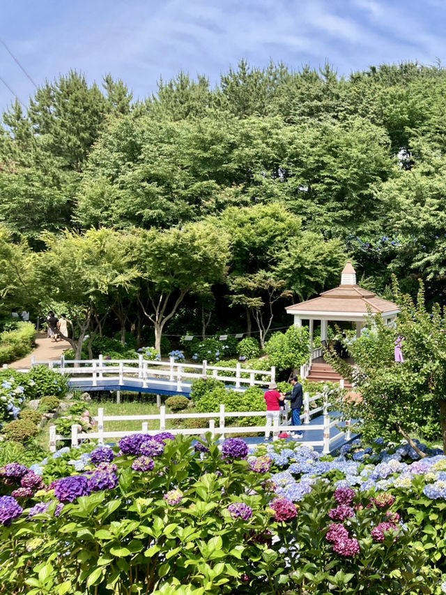 繡球花@長生浦鯨魚文化村