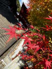 【時を司る神社⛩️】近江神宮で歴史とカルタの聖地巡礼✨