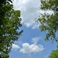 푸릇푸릇한 자연 속에서의 산책, 대전 한밭수목원 🌳