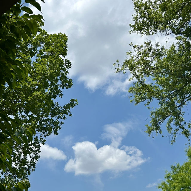 푸릇푸릇한 자연 속에서의 산책, 대전 한밭수목원 🌳