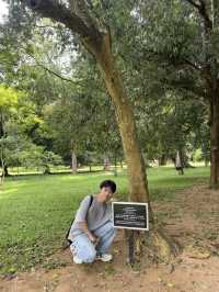 🌳中斯友誼留痕｜尋訪周恩來總理栽種的喇叭樹（Crape Myrtle） 