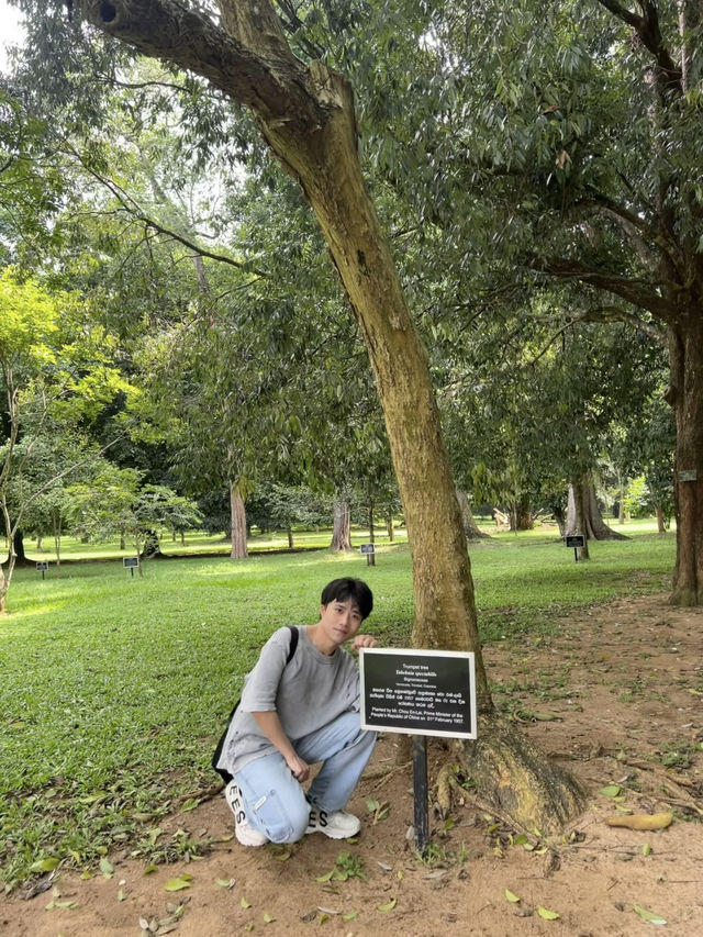 🌳中斯友誼留痕｜尋訪周恩來總理栽種的喇叭樹（Crape Myrtle） 