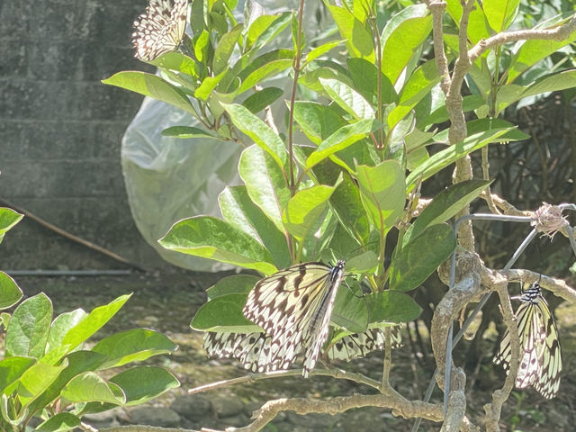 亞泥生態園區  🦋 蝴蝶翩舞 