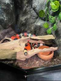 ท่องโลกใต้ท้องทะเลไปกับ Aquaria Phuket