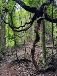 Jungle Feels & Waterfall, Khao Yai is a Nature Win