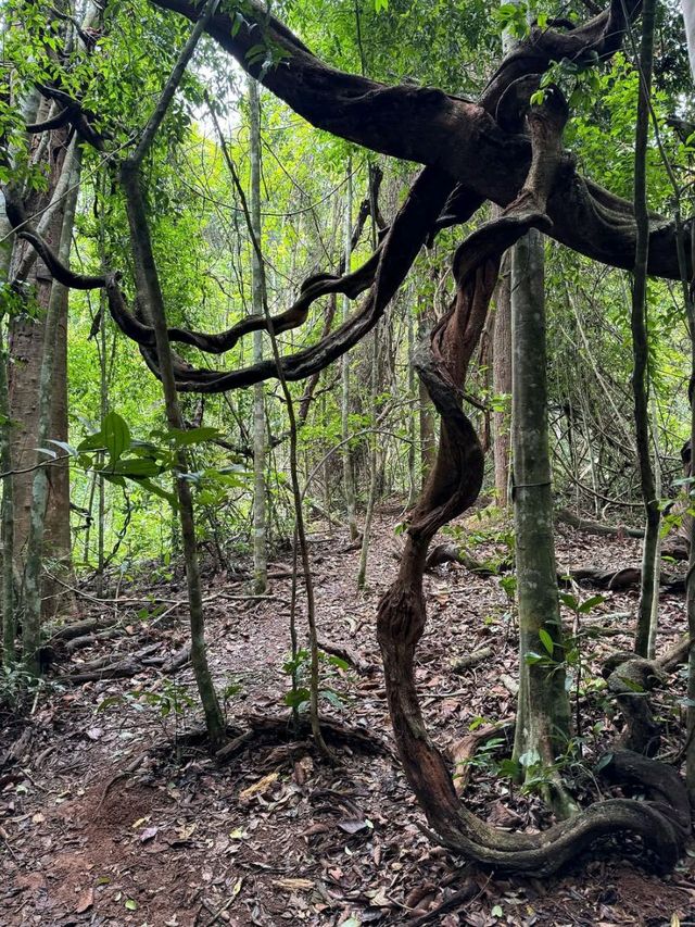 Jungle Feels & Waterfall, Khao Yai is a Nature Win
