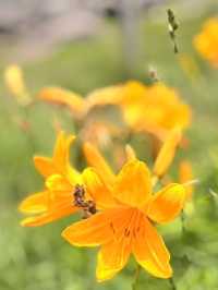 Ocean & Meadows Unbound: A Summer Walk Along Tanesashi Coast